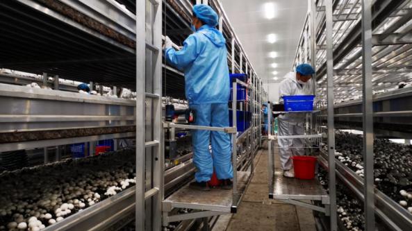 东北双孢菇标准工厂化生产及深加工项目迎来采菇季_产业资讯_食用菌
